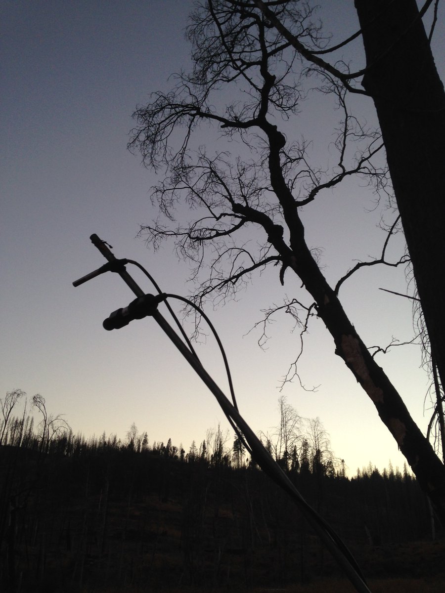 zlsteel's tweet photo. New paper on #bats and #wildfire in CA forests. Many species &amp; diversity benefit from fire-created habitat &amp; #pyrodiversity. @FrickWinifred @PointBlueConSci 

https://t.co/M0uyHoUbWL
Great summary by @UCDavis_Kerlin: https://t.co/l5mokn1Ky0

1st photo: Michael Durham @BatConIntl https://t.co/2wBAPlsHs4