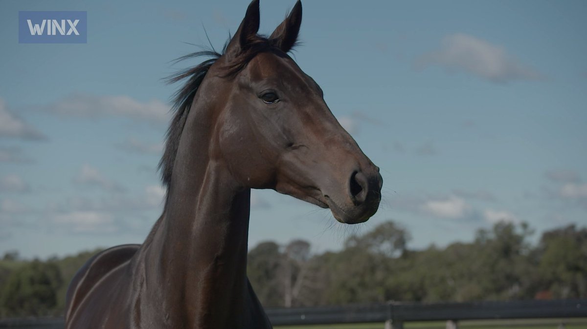 pro360tb's tweet photo. MEDIA RELEASE: Winx is expecting her first foal in Spring
#WINX https://t.co/hSgrwSgqUp https://t.co/hS1JkNP5HL