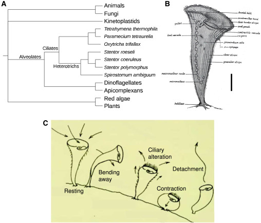 Iñaki Ruiz-Trillo (@multicellgenome) on Twitter photo More behavioral complexity shown in #protists. The ciliate Stentor roeseli shows a hierarchy of avoidance behaviors. Protists are always full of surprises & much more complex than commonly believed! 😀 <a href="/CurrentBiology/">Current Biology</a> #research #eukaryotes #cellbiology sciencedirect.com/science/articl… More behavioral complexity shown in #protists. The ciliate Stentor roeseli shows a hierarchy of avoidance behaviors. Protists are always full of surprises & much more complex than commonly believed! 😀 <a href="/CurrentBiology/">Current Biology</a> #research #eukaryotes #cellbiology sciencedirect.com/science/articl…