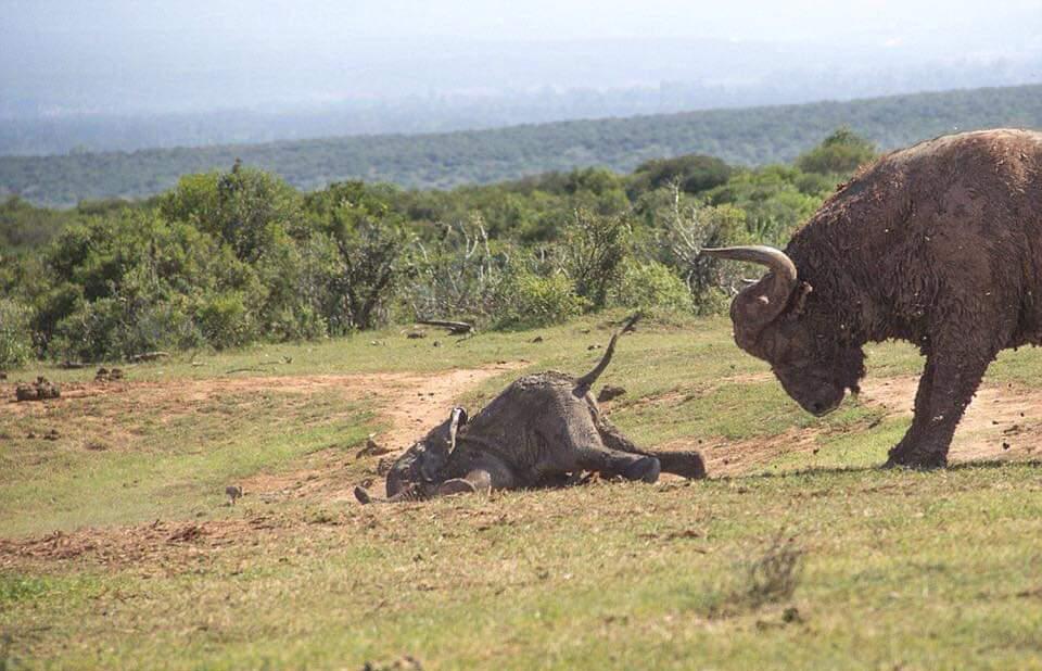 ogaris_'s tweet photo. what nature has
@MeruUniversity
@kwskenya
#visitmeru https://t.co/xD3fvlBLvd