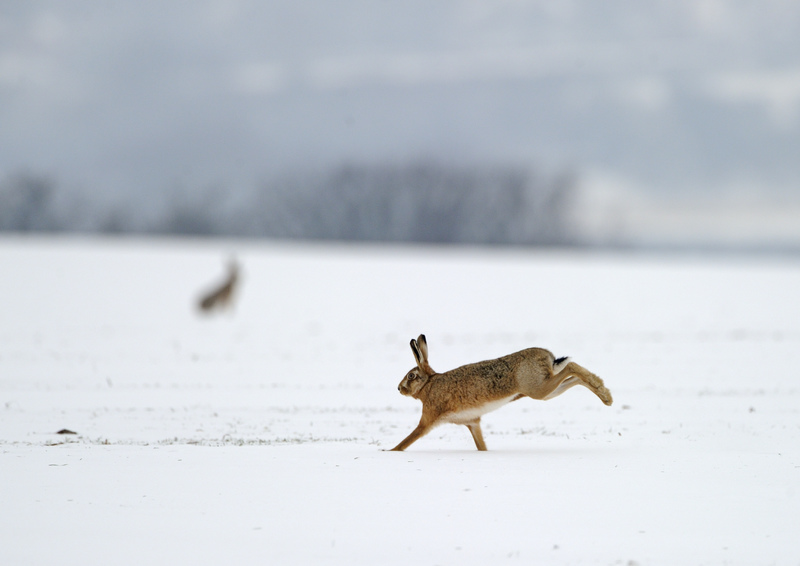 NorthWildlife's tweet photo. #FactFriday

Did you know that hares can run at speeds of up to 35 miles per hour?

#lovewildlife
📸: David Tipling/2020VISION https://t.co/35YkimLwUL