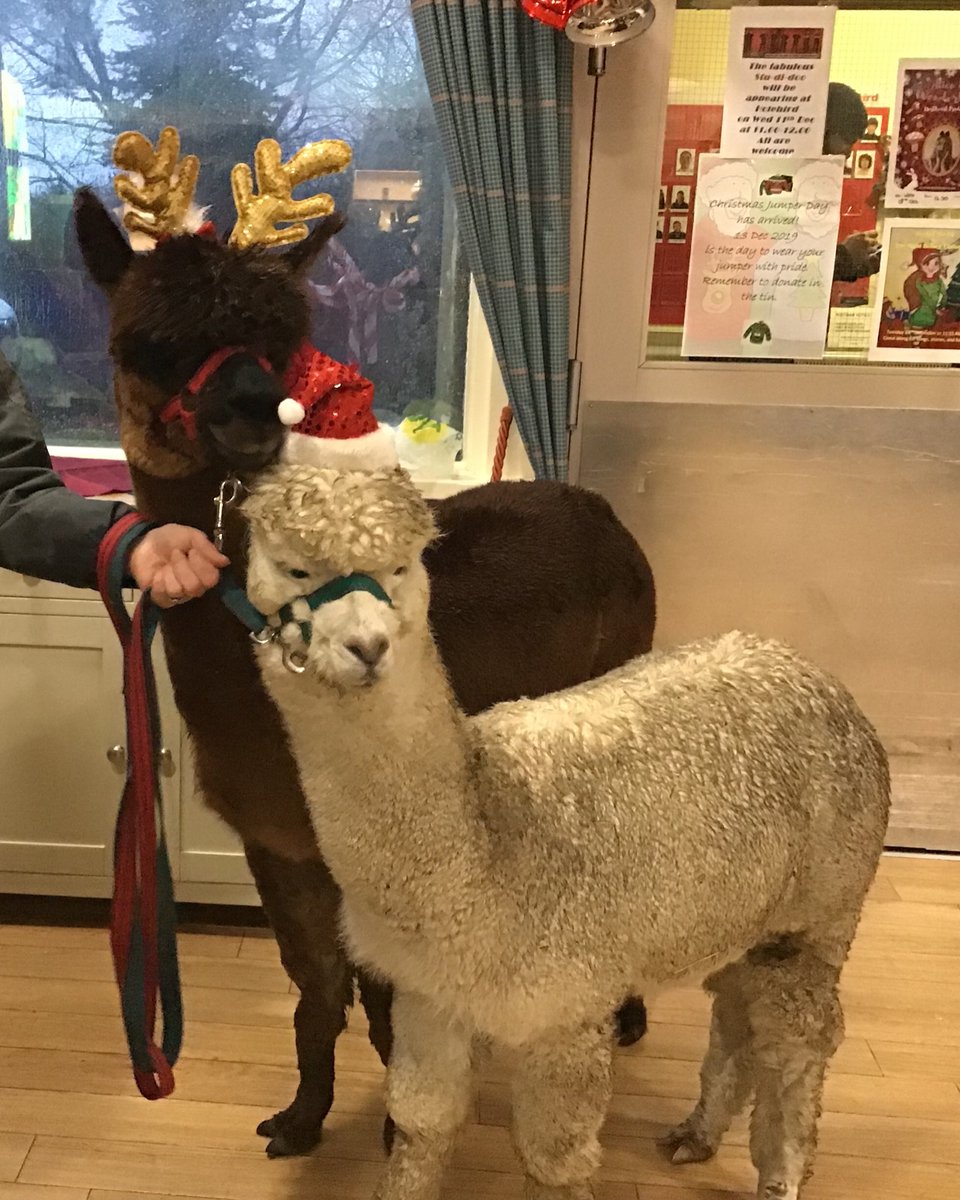 LHolehird's tweet photo. On the 5th of December we had the alpacas come and visit! All the residents and staff really enjoyed the experience and we hope to see them again...🦙🦙 https://t.co/3MrjehVUMr
