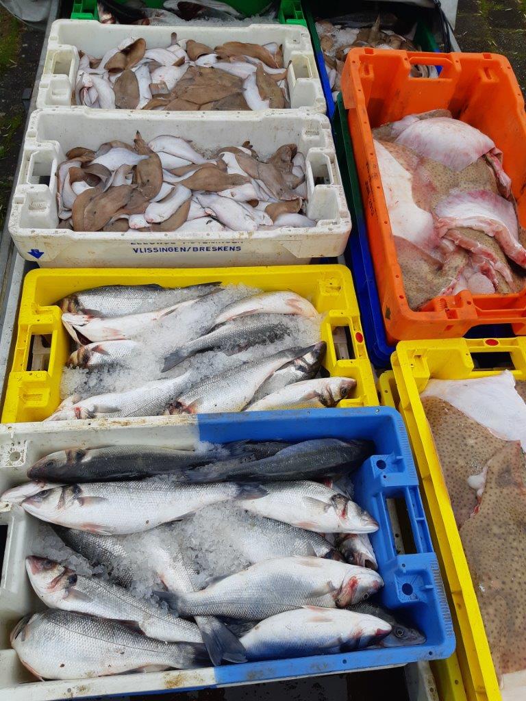 Na onderzoek hebben inspecteurs van de NVWA vanochtend in Vlissingen 680 kg verse vis, waaronder 373kg ondermaatse tong, in beslag genomen. De vis werd vervoerd zonder de daarbij behorende documenten. De vis is geschonken aan een dierentuin. Tegen de vervoerder wordt pv opgemaakt