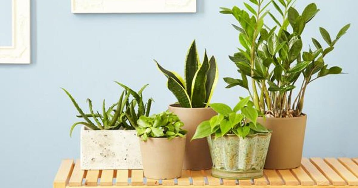 samplescanada's tweet image. 4 Essential Plants to fight Insomnia and Sleep apnea bit.ly/2PevMJj