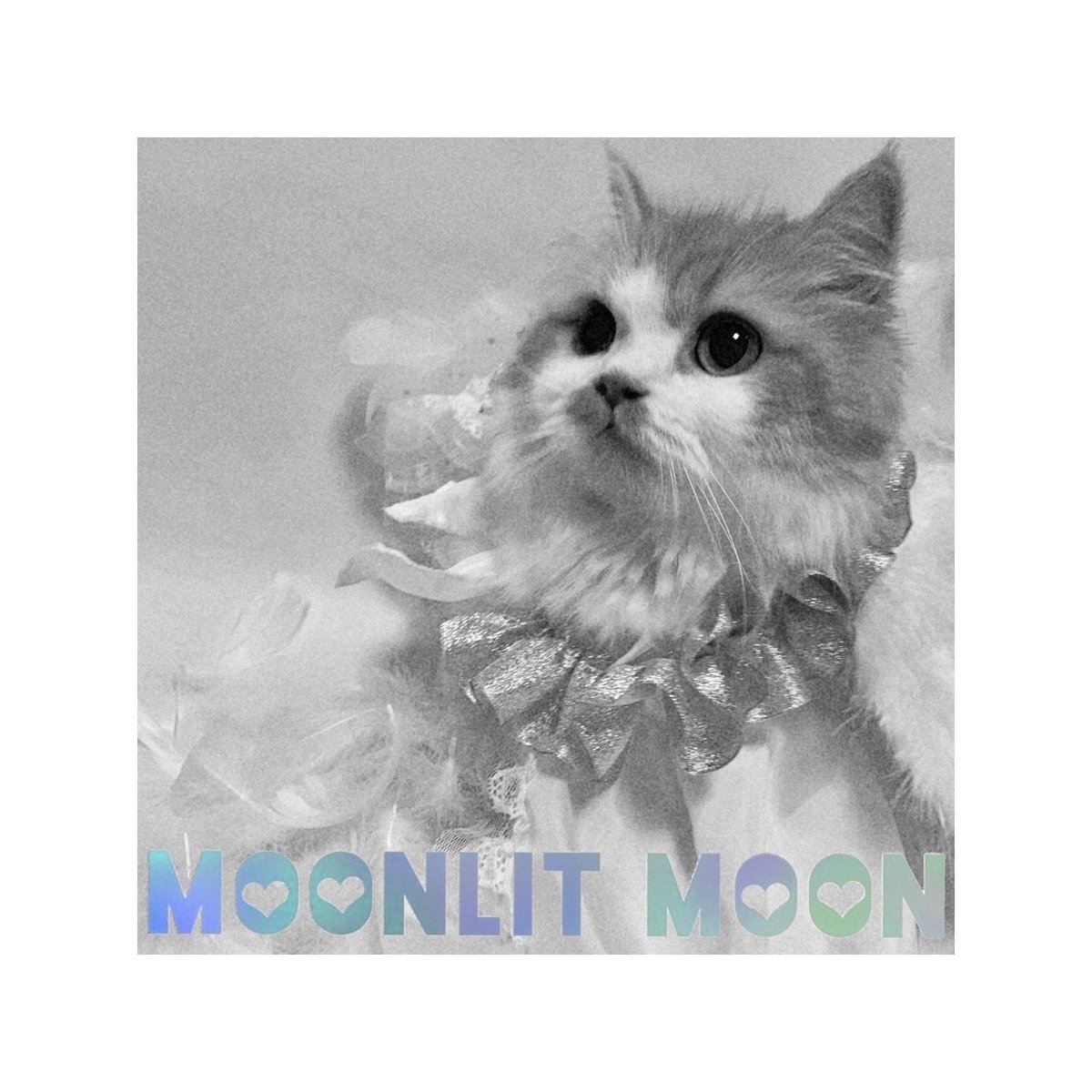 moonminuet's tweet photo. 2nd Album "MOONLIT MOON" will be released on 2019.12.20. 🏹
・
#moonminuet #moon #minuet #ミヌエット #MOONLITMOON #newalbum #2ndalbum #newsongs #comeback #december20 #12月20日 #onsale #発売 #albumcover #ジャケット写真 #chat #냥 #cat #猫 #ねこ #musician #artist #singer #catsinger https://t.co/voU9mzE3qI