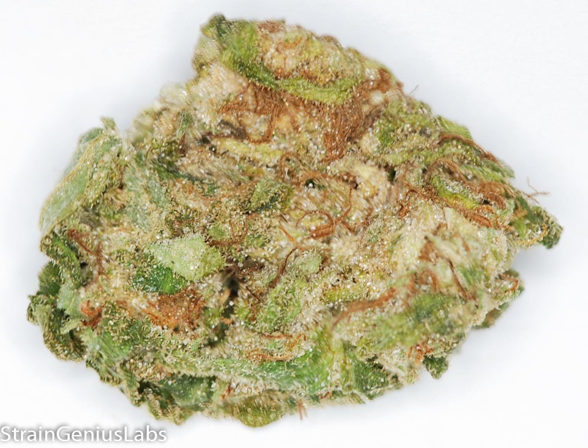 StrainGeniusLab's tweet image. Check out the BILLY KIMBER OG  we tested for MGN Medical Clinic THC: 21.06% CBD: 0.14% CBN: 0.08% #MMJ