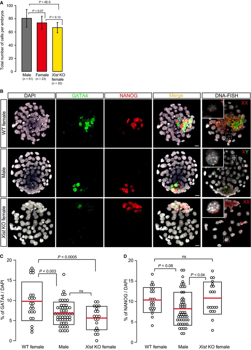 FEBS_Letters's tweet photo. Imprinted #Xchromosome inactivation impacts primitive #endoderm differentiation in mouse #blastocysts →https://t.co/F2aRJbJPPs #lineagespecification #lineagecommitment #celldifferentiation #singlecellanalysis #transcriptome #epigenetics #embryonicdevelopment https://t.co/ddJPgv8SNo