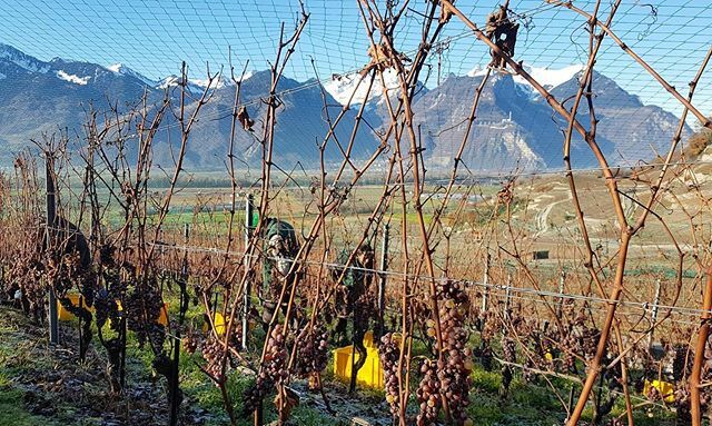 #Vendanges du Doral aujourd’hui à #Yvorne.

#obristvins #vindoux #chablais #vinsuisse #vinssuisses ift.tt/2Ltuklc