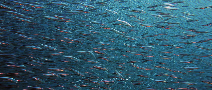 Newsletter n.234 #WeForGreen #Share: #MarinaTex, la bioplastica dagli scarti di pesce.
weforgreen.it/marinatex-la-b…