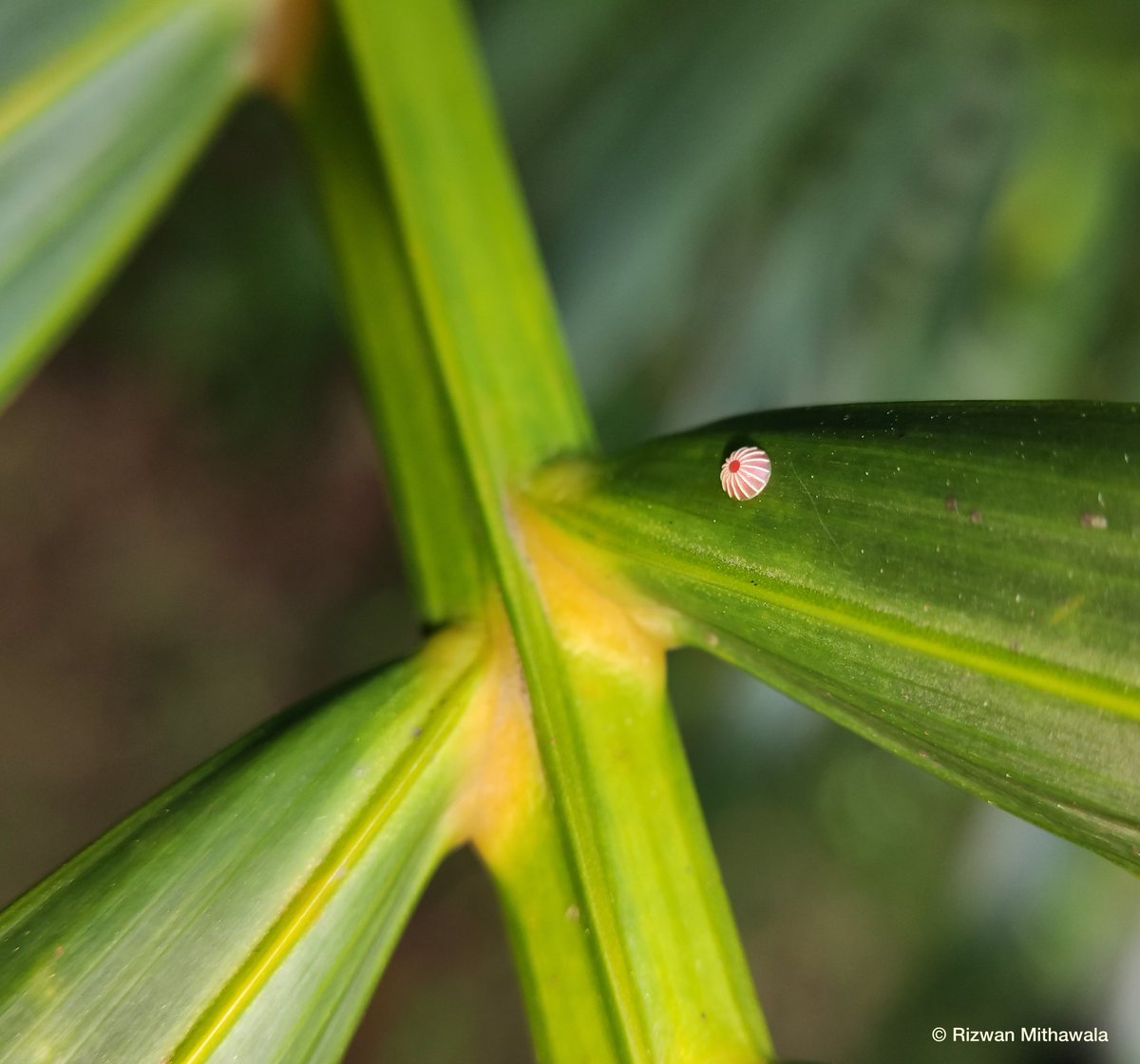 #wildlifequiz 
What in the world is this?

#wctindia #wildlife #FridayFeeling #QuizTime #quiz #wildlife #natureobservation