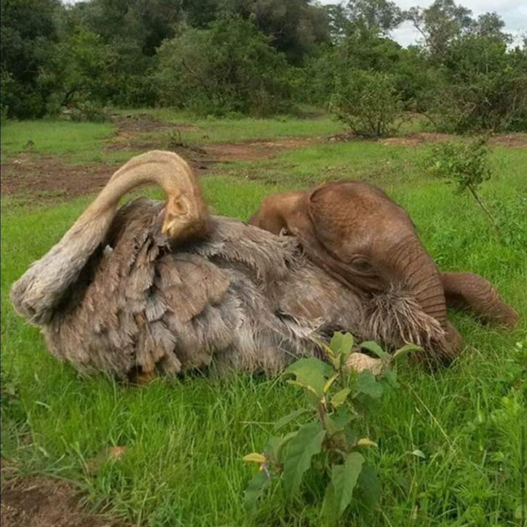 eurekarioverde's tweet photo. Buenooooos diaaas!
#HoyBusquemosvVeamosLoHermosoDeLaVidaEnTodoLoQueHagamos. 💞😊

Elefante huérfano se acurruca a diario junto a un avestruz. Perdió a su madre, pero ganó una amiga. https://t.co/zb4lEQKvI2