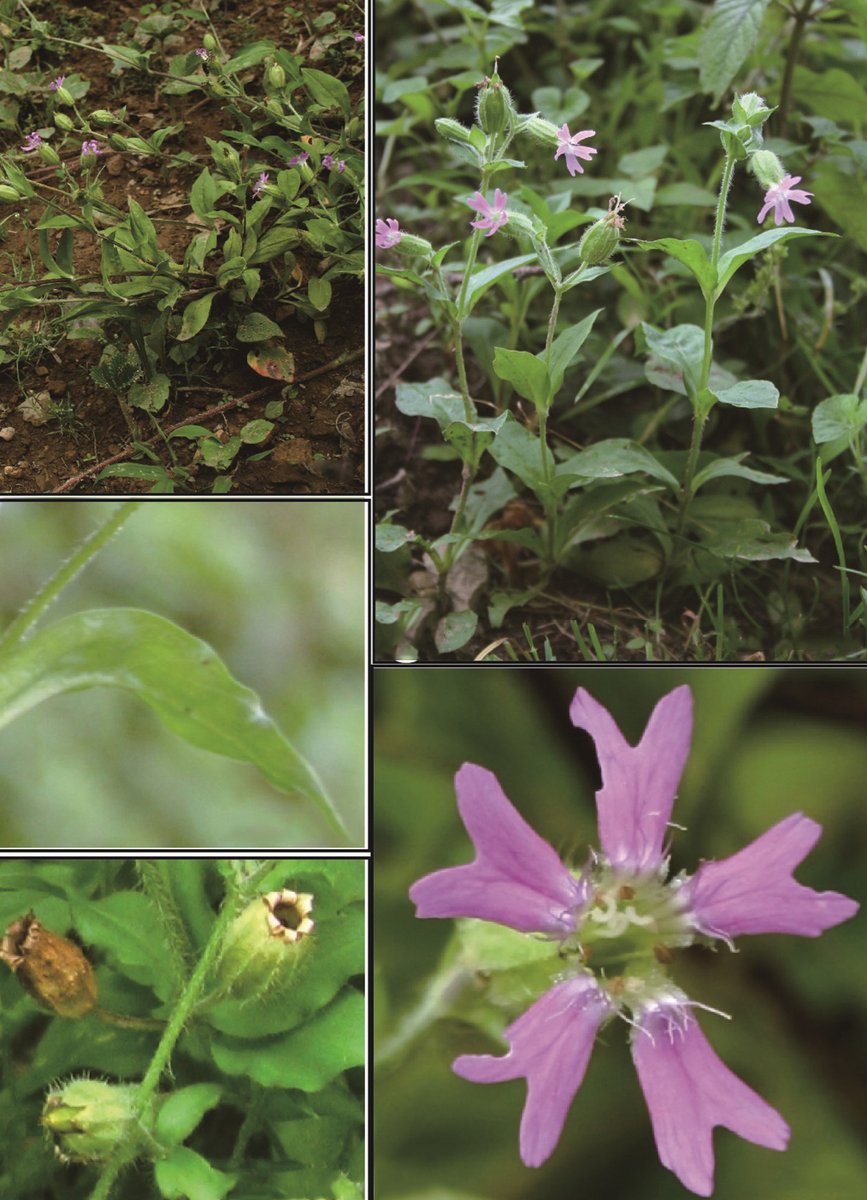 PhytoKeys's tweet image. A distinct #NewSpecies of #catchfly, known from only three populations in Hubei and Hunan provinces of central China, is described by scientists.

Discover more: doi.org/10.3897/phytok… 
#Flora #Biodiversity #PlantScience