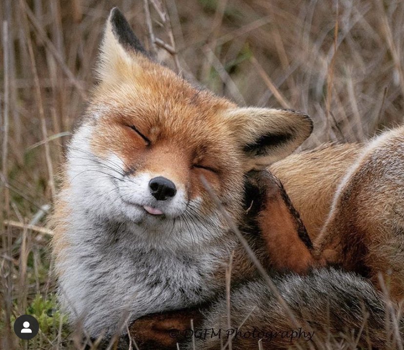 Fox face again