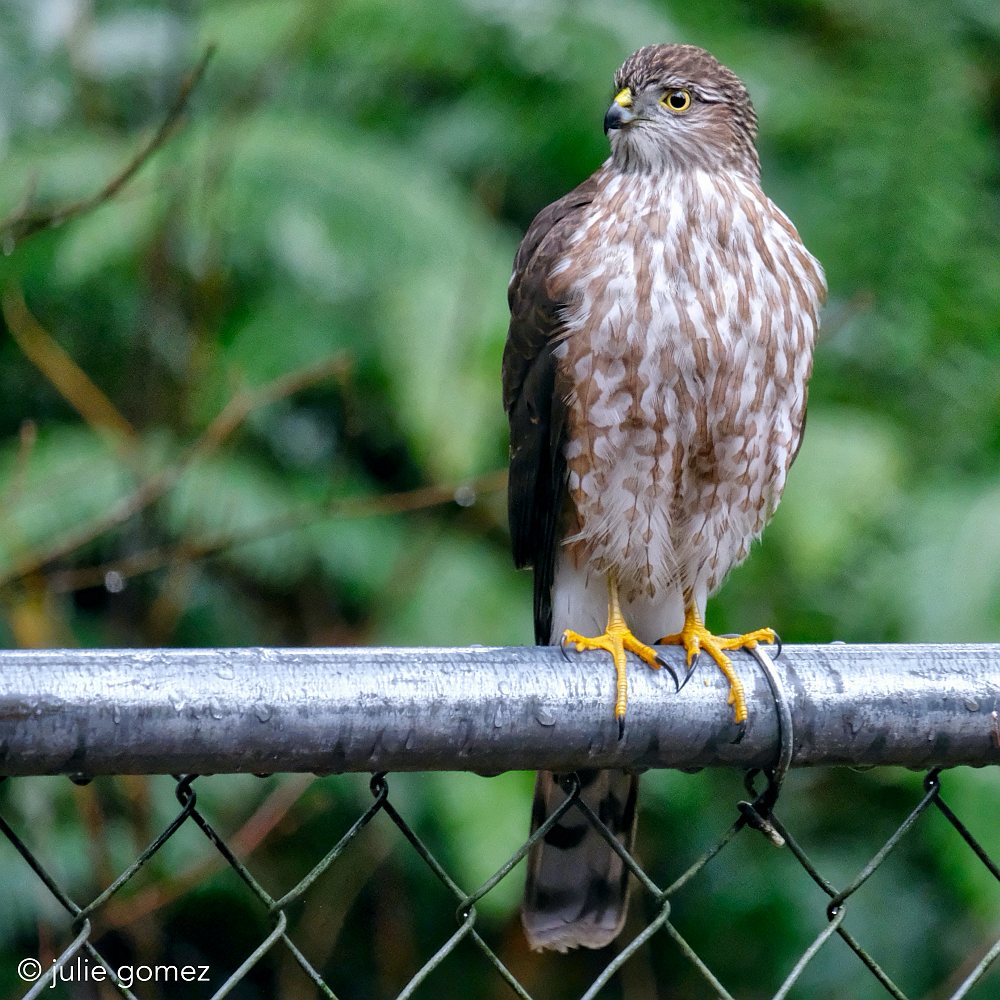 the hawks swift arrival
a fluttery pursuit
the songbirds escape

#haiku #birds #immature #SharpShinnedHawk #fujiXT20