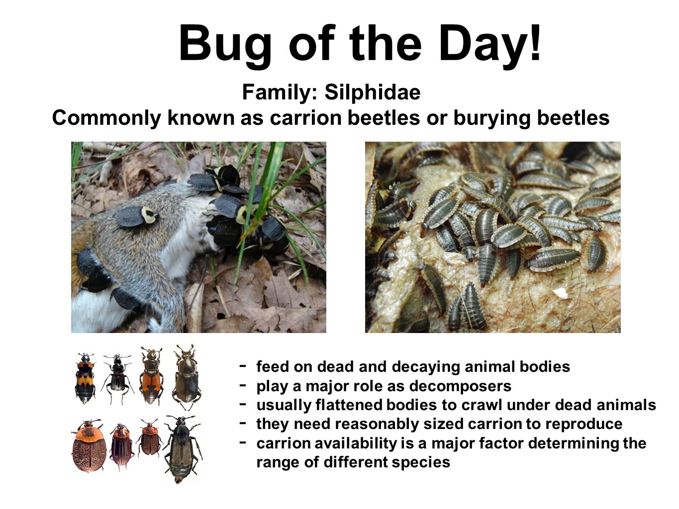 Stephen Heard on Twitter "Bug of the day! The beetle family Silphidae