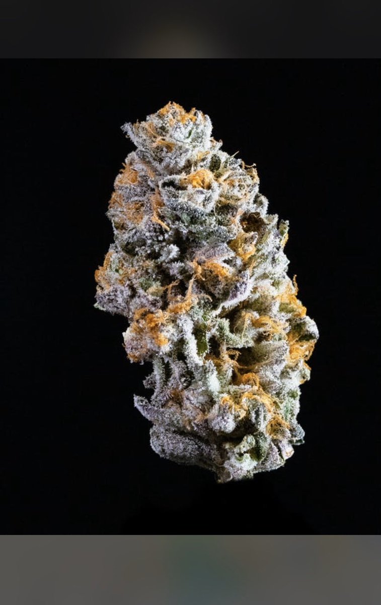 Barn4201's tweet photo. Gushers🤯

@the420tube 
@HIGH_TIMES_Mag 
@PuffOneMedia 
@_stonerchill 
#beauty #greenlovepotion #samsaraseeds #samsara #themysticseeds #cannabisseeds #semillas #graines #hightimes #highlife #420friendly #thcwax
#wax #weed #joints #blunt https://t.co/5jXo9QpvIk