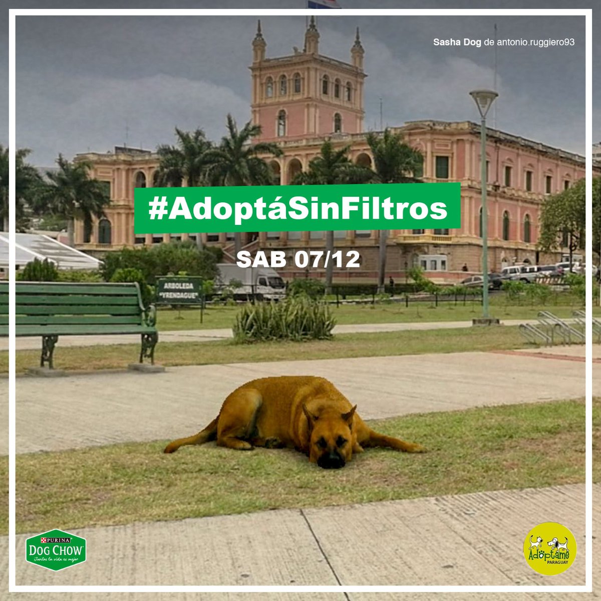 luuharp's tweet image. ¡Dale un hogar a un puro corazón! Purina Nestlé y @AdoptameParaguay te invitan a #AdoptáSinFiltros, la última feria de adopción del año, este sábado 7/12 a de 17 a 20 hs.  #DogChowpy #CatChowPy. 🐶🐱

Para iniciar el 2020 con un amigo peludito. ¡Vamos pues!