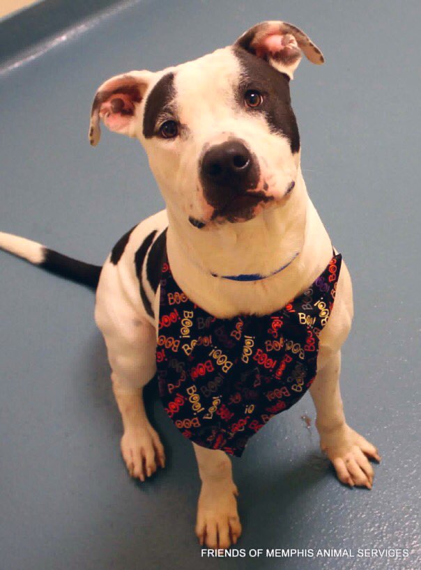 Pit Bull Rescue Near Memphis Tn