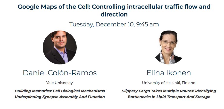 dacolon's tweet image. If you attend #ASCBEMBO2019, please join me and Elina Ikonen in "Google Maps of the Cell" symposia on Tuesday morning 9:45. I will talk about the cell biology of metabolism: historical perspective w lessons on biases/discoveries from our lab. Will be fun! @ASCBiology #ASCBEMBO19