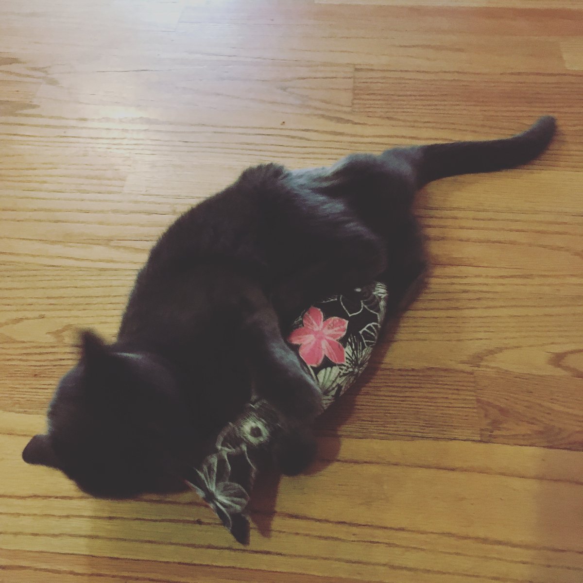 GoodFortuneHerb's tweet photo. Cat kicker toys. Fun for the whole family. https://t.co/VRESSWKtjz #cats #cattoys #catnip #catniptoy #CatsOfTwitter #catslife https://t.co/MrQMYjF3jX