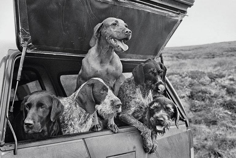 Elliott Erwitt - SCOTLAND. 2011. Glorious Twelfth Grouse Shoot, Tomatin, Inverness, Highlands. (Left to right): Skerry (Labrador), Heidi (German Wirehaired Pointer), Alice (Hungarian Vizsla), Tippex (German Wirehaired Pointer) and Gollum (German Wirehaired Pointer).