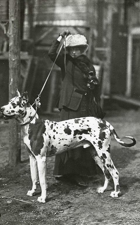 Dog Show, Amsterdam 1913.