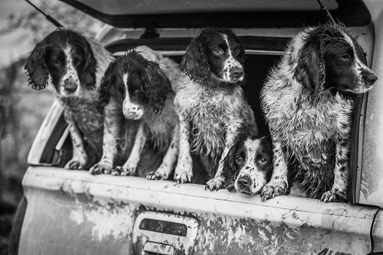 Lucy Charman - 5 English Springer Spaniels.