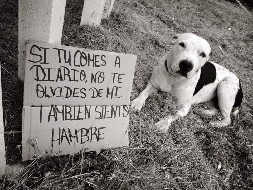 Tierradanimales's tweet photo. #SeResponsable tu perro depende totalmente de tí. No lo dejes sin comer, dale agua, cúbrelo de la lluvia del sol...🐶ellos también sienten y sufren... si no eres responsable.. es muy fácil.. NO TENGAS animales https://t.co/NMJb4cDEza