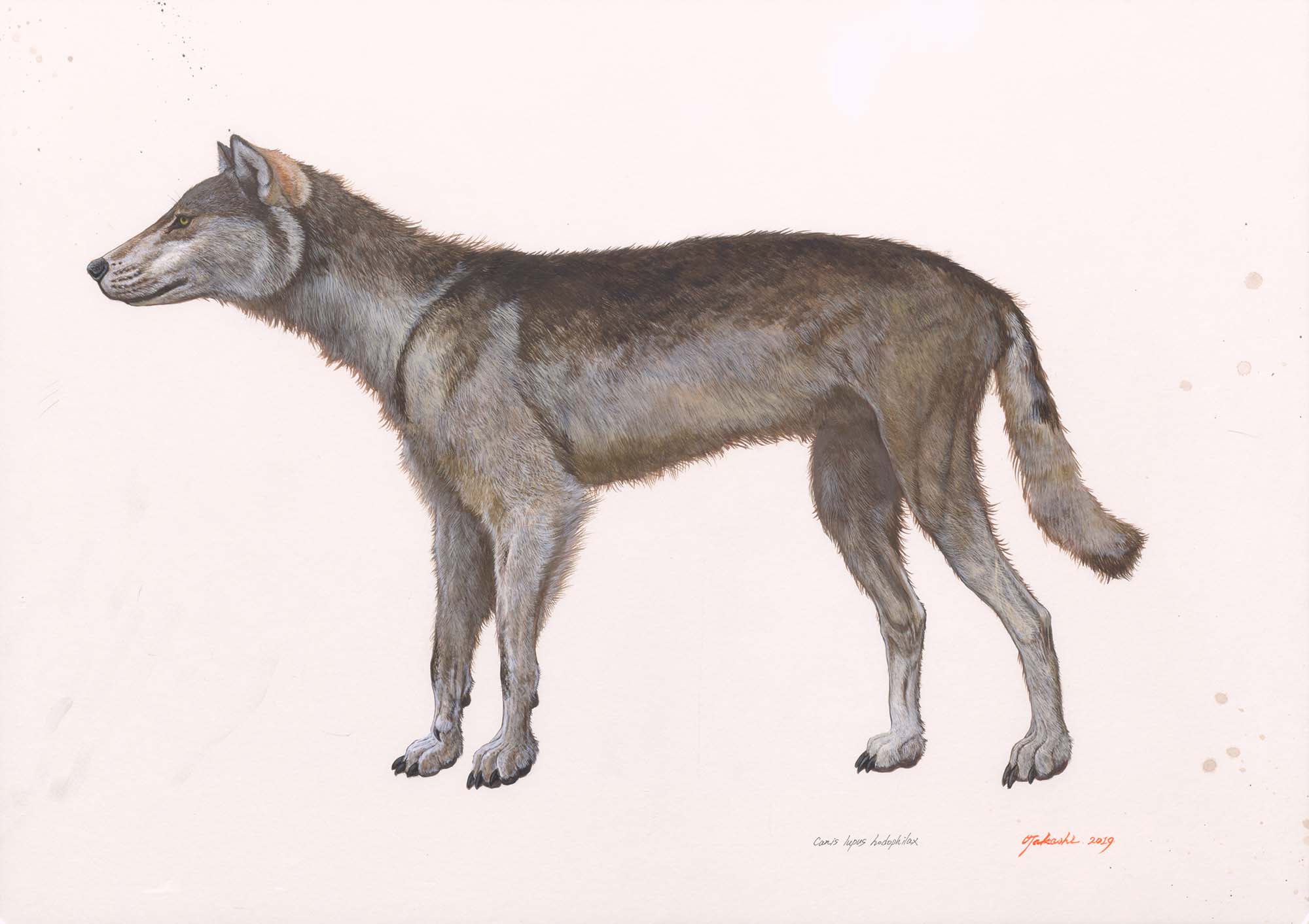 日本画「シーラカンス」 小田 隆 Oda Takashi on X: 