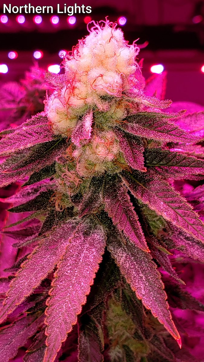 Our next room, 8th week of flower! Northern Lights strain showing off the 'white tip' phenomenon from LED's. #oklahomacannabis #weed #weedporndaily #sativavsindica #sativa #NativeGroundGrowCo #Cannabis #medicalmarijuana #legalizemarijuana #Marijuana #marijuanagrowers #hydroponics