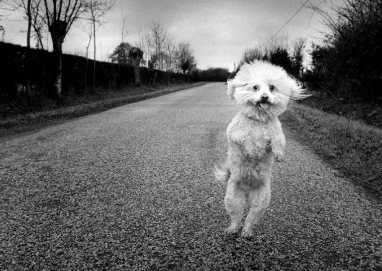 Michel van den Eeckhoudt - France 1996