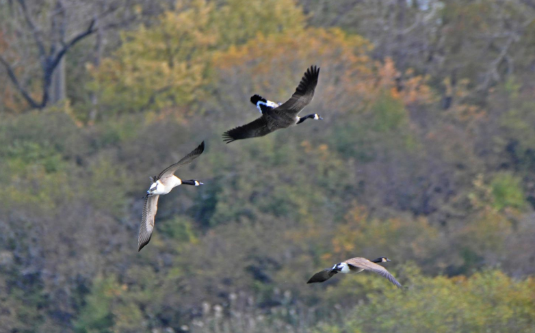 WillCoForests's tweet photo. Happy #FunFactFriday! This Canada goose here is using a technique called whiffling, which is a zig-zagging maneuver that helps it rapidly descend. Every now and then when birds whiffle, they'll rotate their bodies 180 degrees and fly upside down. (Photo by Glenn P. Knoblock) https://t.co/Kx6uJOxShn