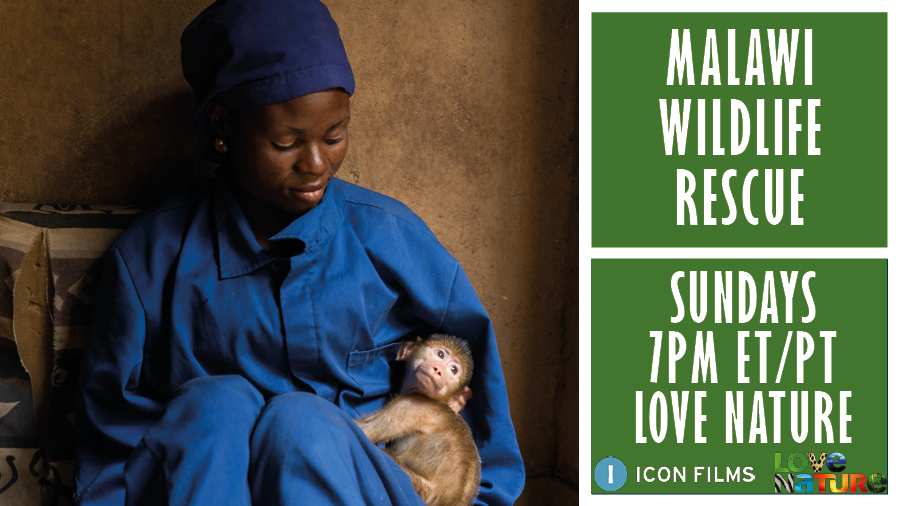 Meet the motley monkeys and co. who make the #MalawiWildlifeRescue centre their home tonight at 7pm ET/PT on @LoveNature with @malawiwildlife