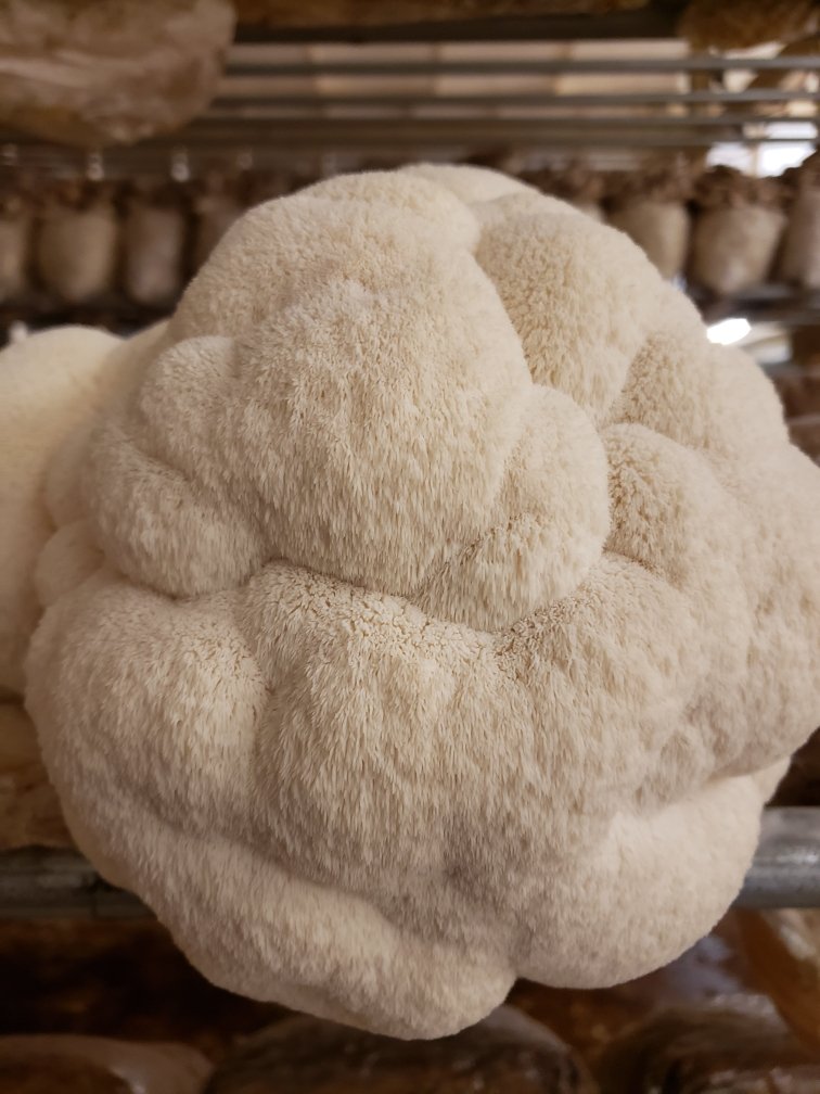 Lions mane mushrooms are one of our favorites.