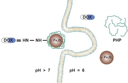 ChemMedChem's tweet image. D. Horak et al. @Akademie_vdd_cr @CharlesUniPrg report #doxorubicin conjugated to #nanoparticles via a #hydrazone bond; the conjugates were shown to significantly decrease #glioblastoma cell growth #anticancer #drugdelivery doi.wiley.com/10.1002/cmdc.2…