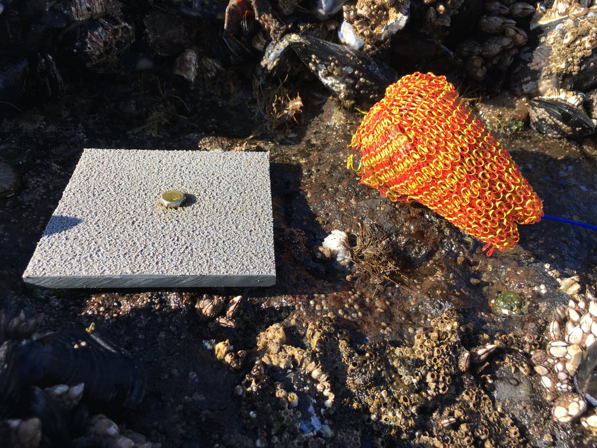 PiscoScience's tweet photo. Day 6 #20YearsofPISCO Much of our early work centered on understanding connectivity - our long time series of larval recruitment supports this research. You could clean a house full of toddlers with the items we use to collect marine larvae
#PISCOScience #ScientificRepurposing https://t.co/T6Zj47VWjN