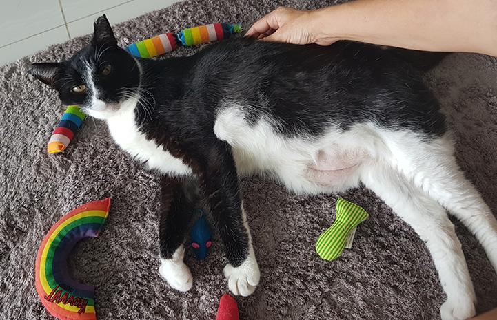 For animals like Long Socks, reduced or waived adoption fees can mean the difference between living and dying. See why and how fee-waived adoptions are truly saving lives: bit.ly/36aBYsB. #NoKill2025 #SaveThemAll ^ND
