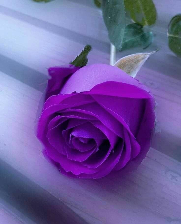 SMepanya's tweet photo. https://t.co/EGGCRyWSKt