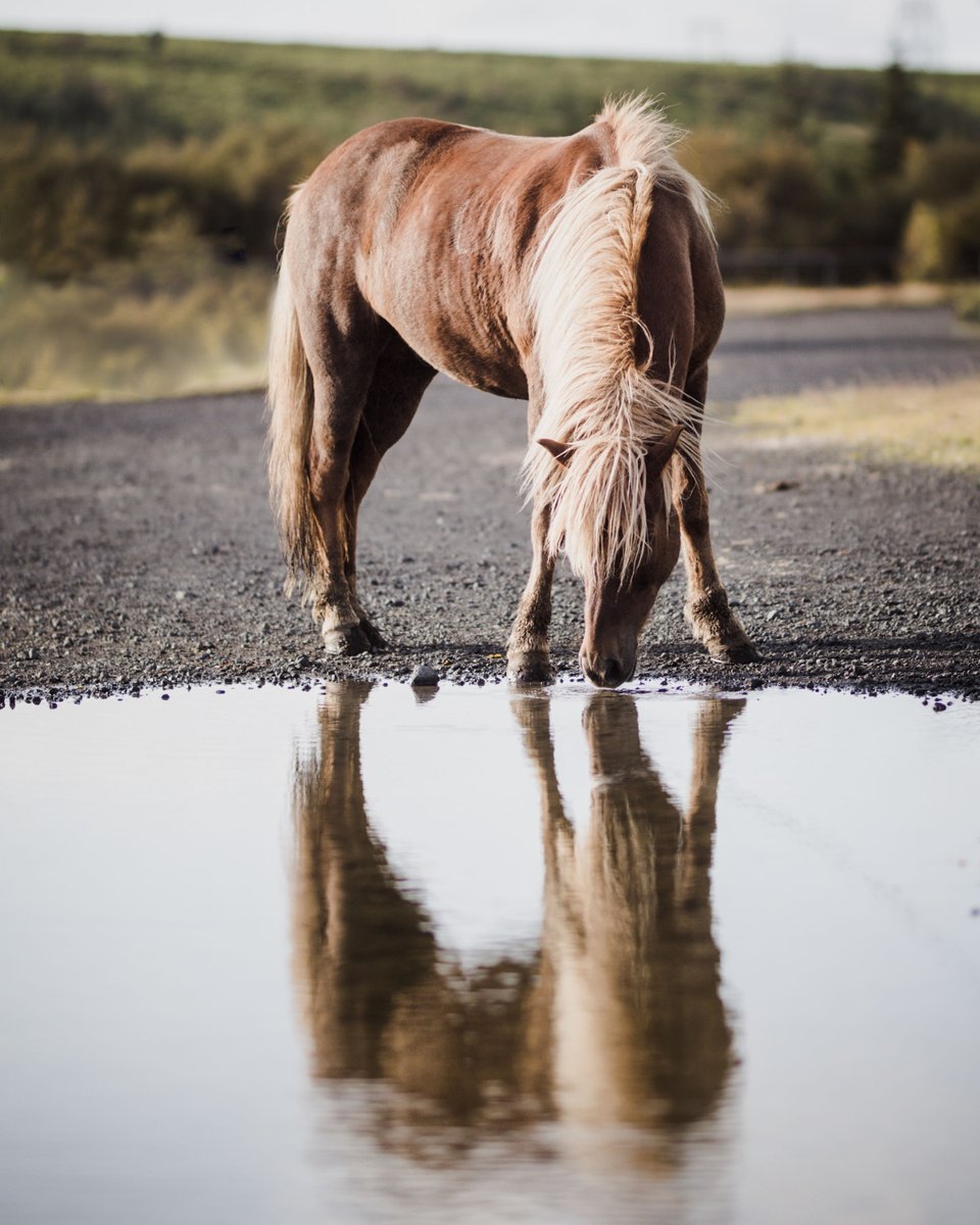 ishestarriding's tweet photo. Mirror, mirror on the wall, who is the fairest of them all? 
The Icelandic horse is certainly a unique breed. Read our blog about the Icelandic horse here: https://t.co/lIYuydmWv8

#ishestarriding #horsesofinstagram #horsesoficeland https://t.co/L0Ca7IS1vZ