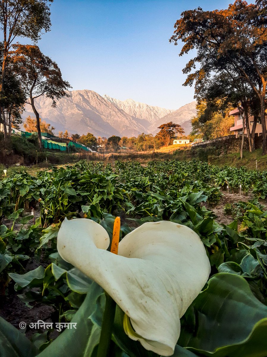 In the lap of the Himalayas. #Calla_lily
.
#photography #flower #field #crop #agriculture #himachalpradesh #palampur #research #mountains #vally #travel #macro #photooftheday #nature #smartphotography #india #nutraceutical #Himalayas @CSIR_IND @CSIR_IHBT