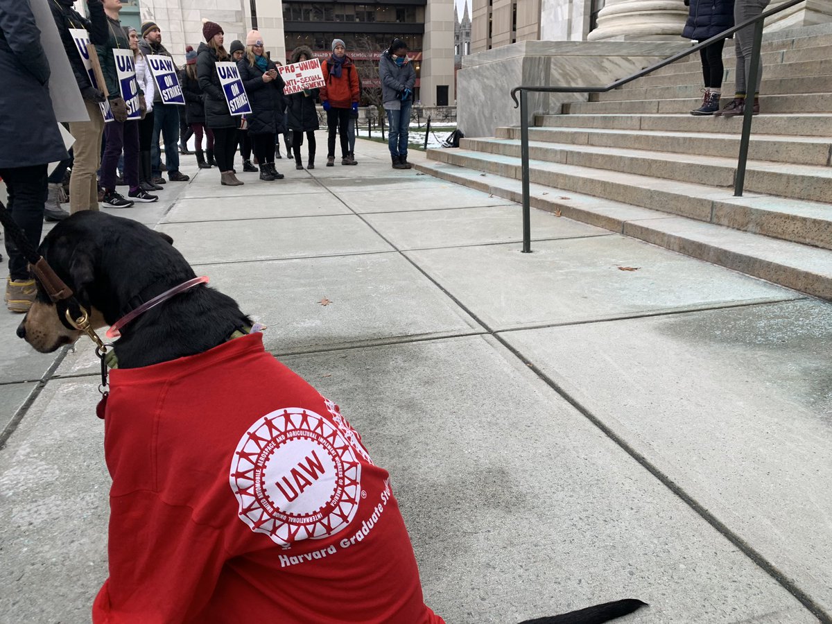 klts0's tweet photo. Finn, the strike dog of the people. If Finn can show up, why can’t the faculty of @HarvardChanSPH who make money writing about Social Determinants of Health? #dogsoftwitter #dogsofthelabournovement #harvardstrike @Harvard @hgsuuaw https://t.co/95D56i0Xz0