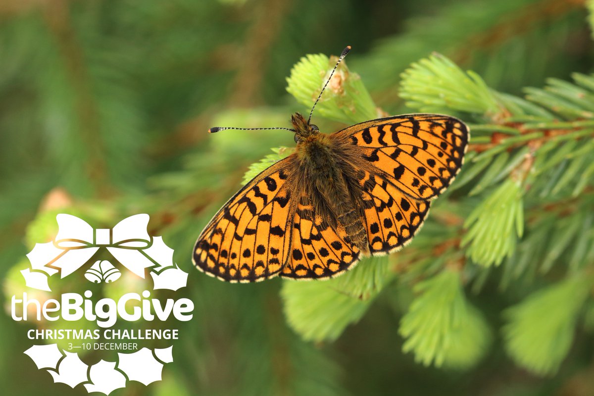 Across the UK butterflies and moths are in trouble. Our work in the Yorkshire Dales will gather vital information on threatened species, helping wildlife across the UK. 

Donate today and help get an extra £15,000 through the #ChristmasChallenge19 Visit butrfli.es/BigGiveYorkshi…