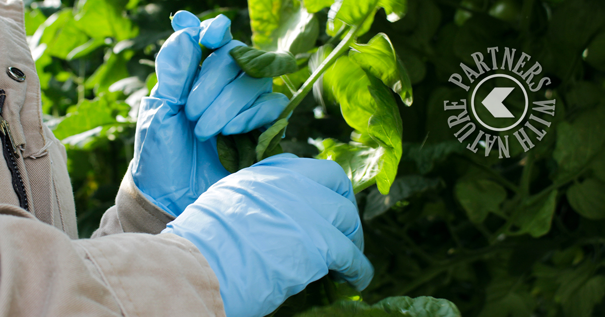 KoppertMX's tweet photo. ¡No olvides la importancia de contar con un protocolo de desinfección en este cambio de ciclo! 💦 Evita enfermedades y sigue nuestros consejos de higiene😉🌱#partnerswithnature #MicroClean https://t.co/rsGJ6VI7JH