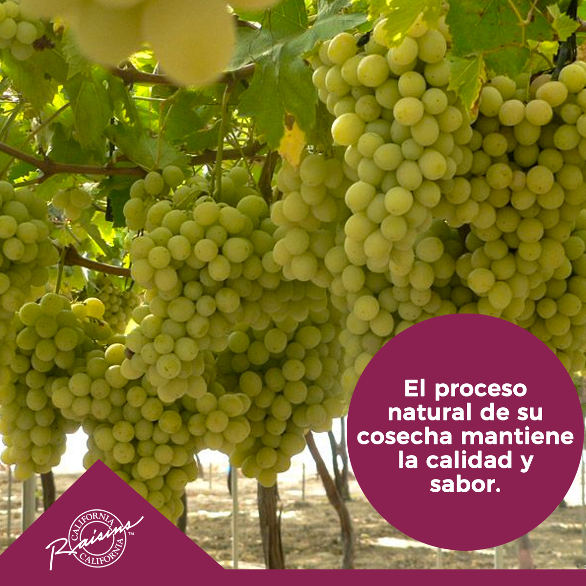 PasitasCA tweet media