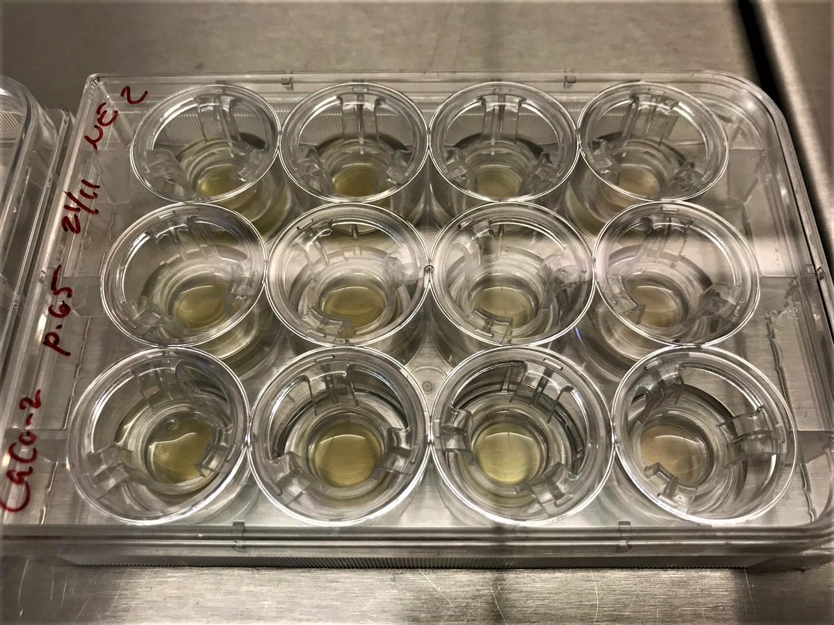 SweaweedProject's tweet photo. #Seaweed protein can become the next green alternative to animal #protein. But can we digest it and take it up? Our #research conducted @chalmersuniv is using in vitro models to get answers to these important questions!

#algae #futurefood #greenfood #Sustainability #aquaculture https://t.co/FFd7RrHHFI