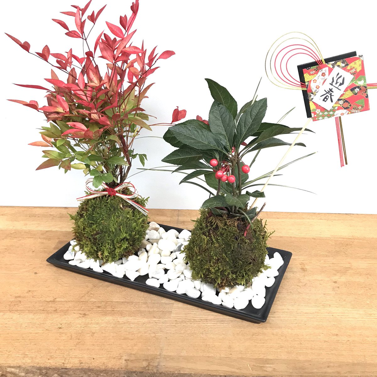 みどり屋 和草 にこぐさ お正月飾りにピッタリな苔玉と水引き 迎春ピック 黒陶器受け皿のセットです ヤブコウジ 黒松 南天の組み合わせです 年まであと少し 苔玉 こけだま コケダマ お正月飾り 正月飾り 黒松の苔玉 ヤブコウジ 南天 みどり屋 和草 にこぐさ お正月飾りにピッタリな苔玉と水引き 迎春ピック 黒陶器受け皿のセットです ヤブコウジ 黒松 南天の組み合わせです 年まであと少し 苔玉 こけだま コケダマ お正月飾り 正月飾り 黒松の苔玉 ヤブコウジ 南天