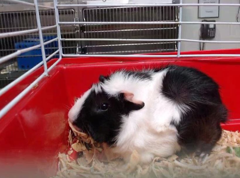 GPAS_TX's tweet image. ⚡ Mighty Thor ⚡
#GuineaPig #AdoptablePets