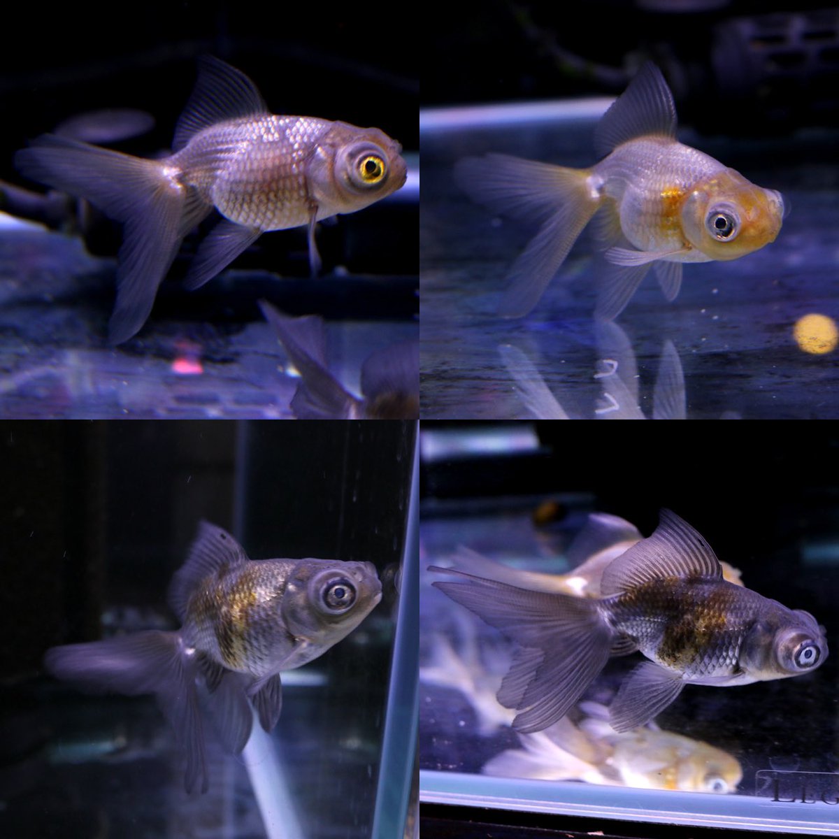 アクアトレンディ Newarrival 12 29まで生体割引セール中 穂竜 ほりゅう かわり金魚 当歳国産 高頭キャリコパールx黒竜 奈良県 大和郡山市 金魚販売 アクアトレンディ Goldfish Fish Dealer Retail Aquarium Equipment Supplies Instagram アクアトレンディ Newarrival 12 29まで生体割引セール中 穂竜 ほりゅう かわり金魚 当歳国産 高頭キャリコパールx黒竜 奈良県 大和郡山市 金魚販売 アクアトレンディ Goldfish Fish Dealer Retail Aquarium Equipment Supplies Instagram