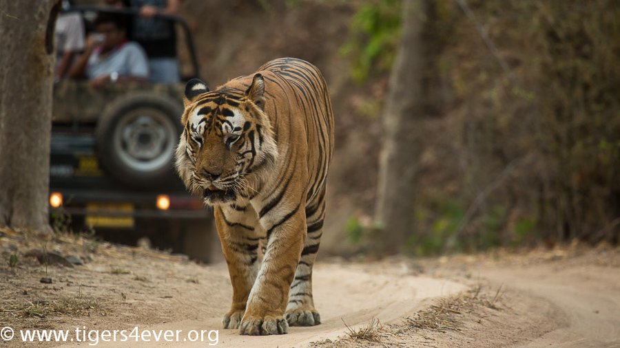 Tigers4Ever2010's tweet photo. @resort_tiger @Tiger_Shashi Most definitely, here are three of our favourite photos of him #Tigers #Bamera https://t.co/BU8khY5Sxh