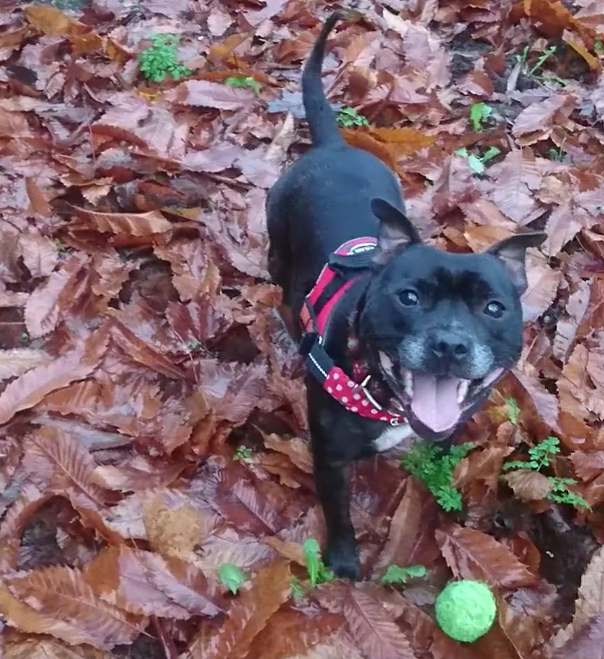 Bamboo_Bandit's tweet photo. It's #blogday again! This week it's time for a @WagsTiny update. He's much more exciting than me! Head over to Bamboo HQ (link in bio)
#newpost #newblog #newblogpost #blogger #dogblog #artblog #dogupdate #dogsofinstagram #staffy #staffie #staffordshirebullterrier #derpydog https://t.co/WHLikcaipX